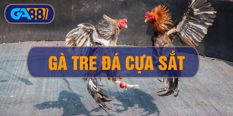 3BET Gà Tre Đá Cựa Sắt - Cách Nuôi Và Huấn Luyện Tạo Ra Siêu Kê