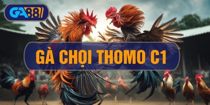 3BET Gà Chọi C1 Thomo - Tìm Hiểu Về Champions League Của Đá Gà